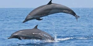Gangetic Dolphin