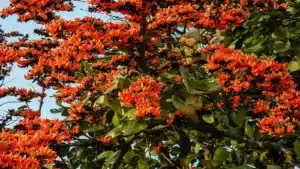 Palash