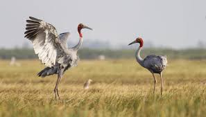 Sarus Crane