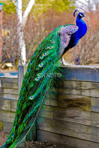 indian peacock