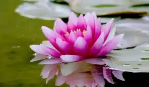 lotus